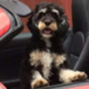 Meet your Posher, Susan